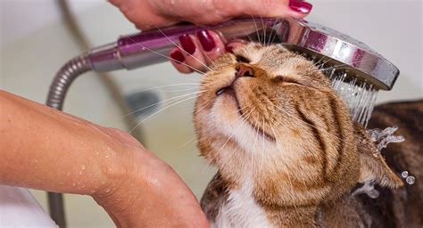 Cómo bañar a tu gato en casa Trucos para que no sea traumático