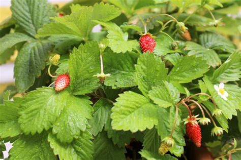 Organically Wild Strawberry Plant With Red Fruits And Bright Flowers