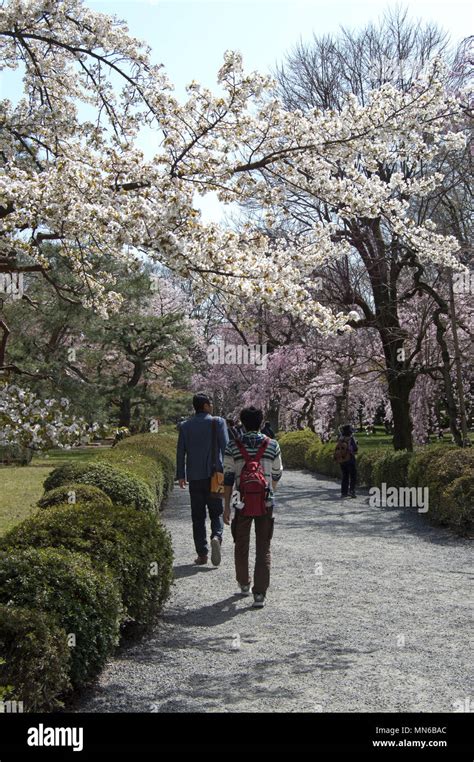 Cherry blossom walk at Nijo Castle, Kyoto, Japan Stock Photo - Alamy