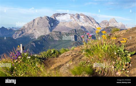 View Of Mount Marmolada Peak With Flowers The Highest Mount Of