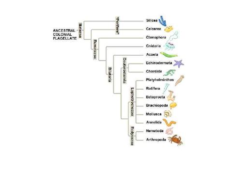 Metazoa часть 2 Eumetazoa Nemertea