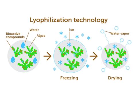 Lyophilisation - síbiotech