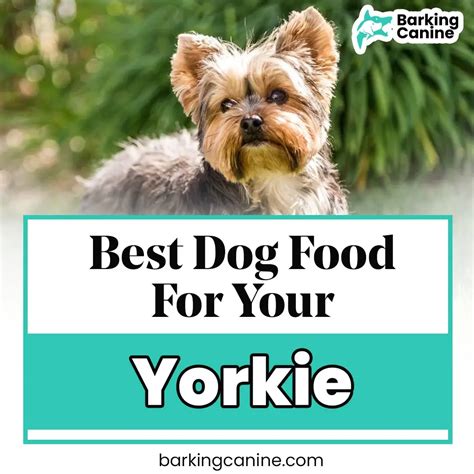 The Complete Yorkie Dog Food Here - Don't Miss Out Now