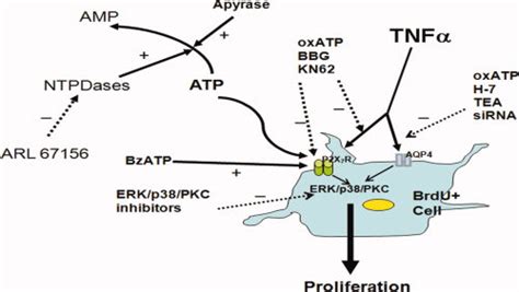 Atp P2x7 Receptor Signaling Controls The Proliferation Of Brdu