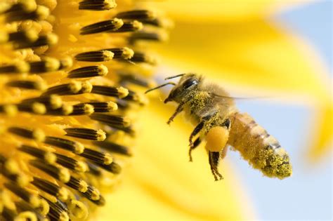 Bees In Our Hives The Importance Of Bees In Our Ecosystem 2024 Guide