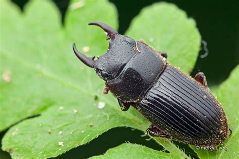 Stag beetle by melvynyeo on DeviantArt