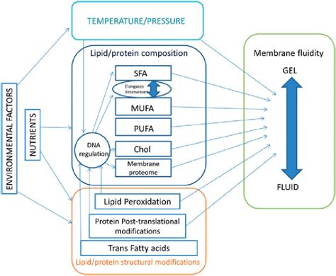 Factors Inducing Membrane Fluidity Changes Nutrients And Environmental