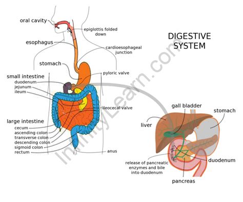 Digestive Glands Definition Types And Functions CBSE Class,, 46% OFF