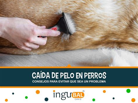 Caída de pelo en perros Consejos para evitar que sea un problema