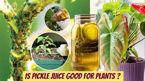 Is Pickle Juice Good For Plants 7 Pickle Juice Uses For Garden YouTube