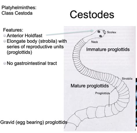 EOS P6 Parasitology Cestodes Flashcards Quizlet