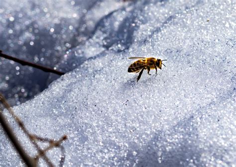 Where Do Bugs Go In The Winter