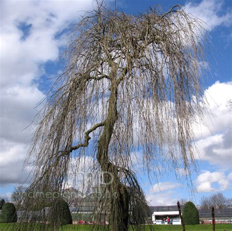 Fraxinus Excelsior Pendula Weeping Ash Information Pictures