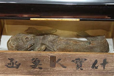 「人魚のミイラ」。体長は約60セ：人魚のミイラ～高野山麓の寺宝～ 写真特集：時事ドットコム