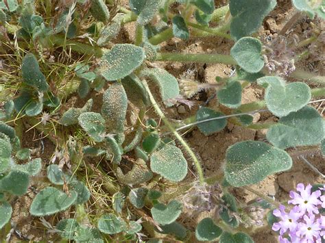 Hairy leaves - photos of Abronia Villosa, Nyctaginaceae