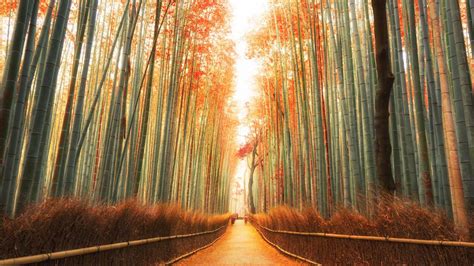 Five Reasons Every Photographer Should Shoot Japan in Autumn – Ignacio ...