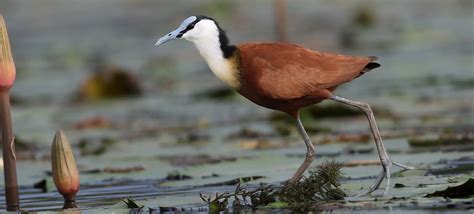 Definitive Guide To Wattled Jacana Facts Habitat Conservation Status