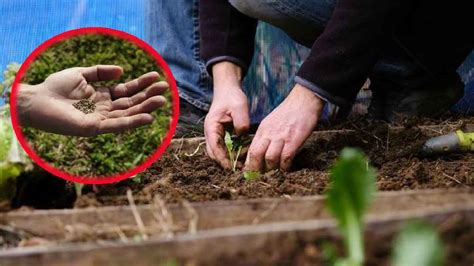 L Gumes Cultiver En Ce Mois Dao T Pour Des R Coltes Abondantes En