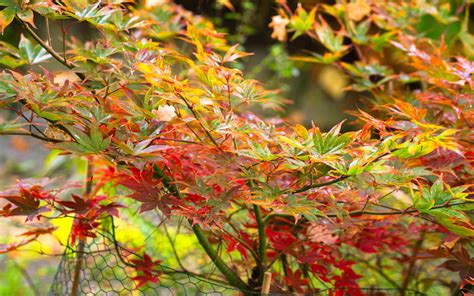 Acer Palmatum “osakazuki” Unveiling The Brilliance Of Japanese Maples Shrubs Garden