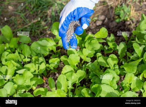 A Woman Fertilizes A Garden Bed With Radish Vegetables With Mineral