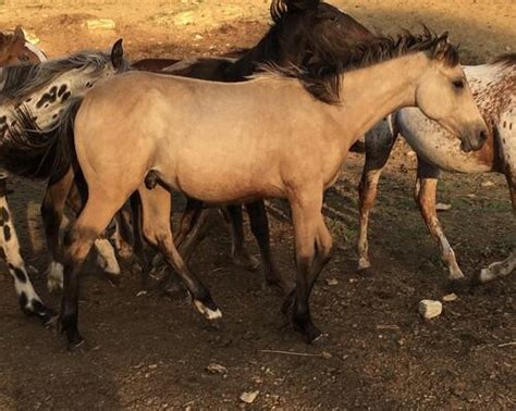 Pair Of Yearling Buckskin Colts Timber Lake SD