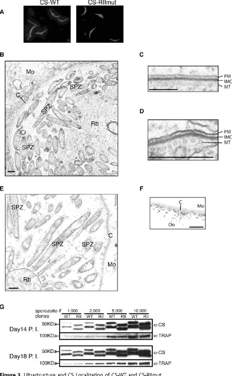 Pdf Exit Of Plasmodium Sporozoites From Oocysts Is An Active Process