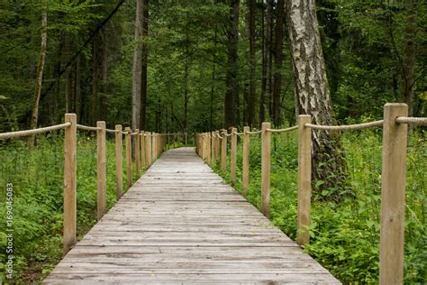 Szlak turystyczny Białowieski Park Narodowy Stock Photo Adobe Stock