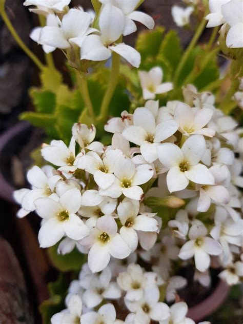 White Kalanchoe Flower In A Garden In Spring Season Stock Photo Image