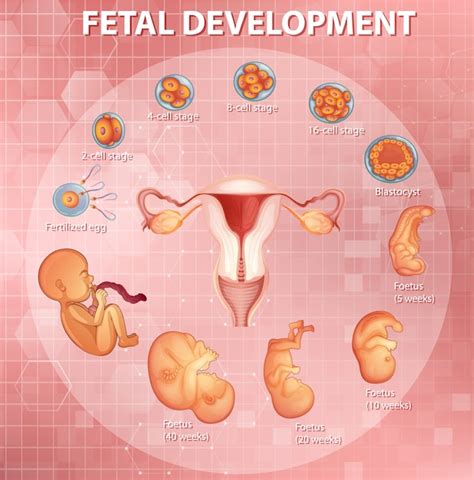 Free Vector Stages Human Embryonic Development