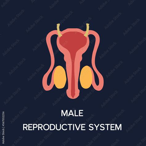 Human Internal Organs Cartoon Anatomy Body Part Male Reproductive System Vector Illustration