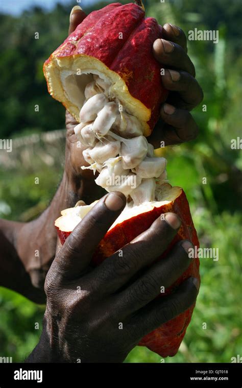 Cocoa farming hi-res stock photography and images - Alamy