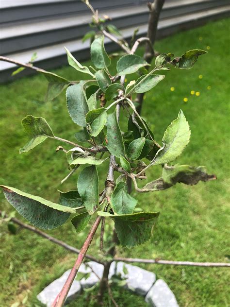 Apple Tree Disease - General Fruit Growing - Growing Fruit