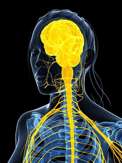 Side View FeMale Brain Anatomy With Nervous System Stock Illustration