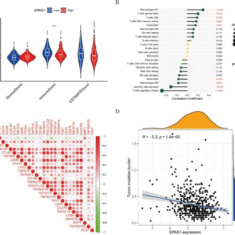 The relationship between TME TICs immune checkpoint genes and HIF 2α