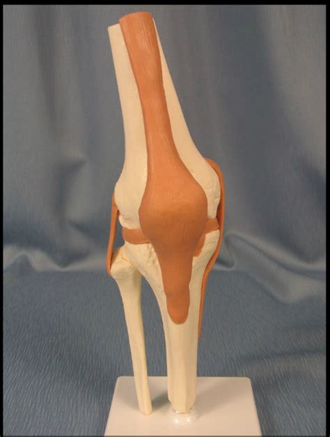 Knee Anterior View Diagram Quizlet