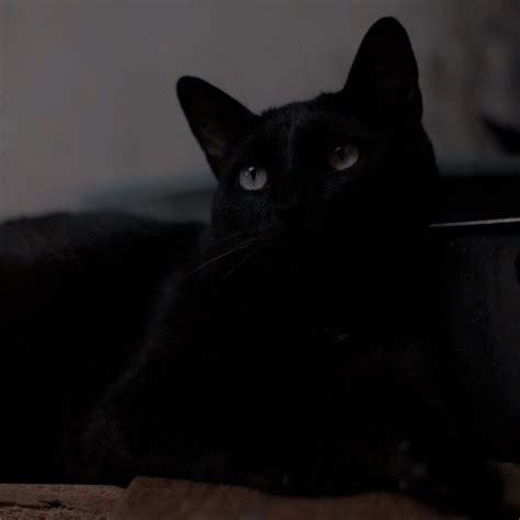 black cat in 2023 | Regulus black, Black cat, The darkling