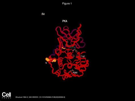 Three Protein Kinase Structures Define A Common Motif Ppt Download