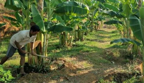 Cara Merawat Dan Membudidayakan Pohon Pisang Begini Trik Dan Tipsnya