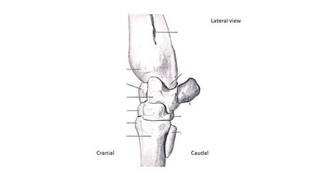 Diagram: Ruminant carpus- lateral view (left carpus) Diagram | Quizlet