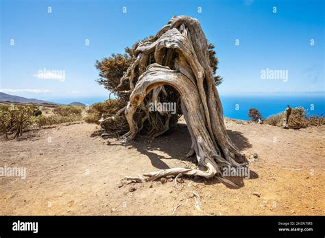 Juniper Tree Bent By Wind Famous Landmark In El Hierro Canary Islands