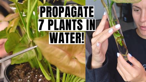 Water Propagation From Start To Finish Propagate 7 Plant Varieties In Water Youtube