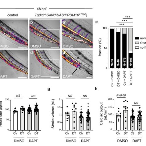 EC Specific Overexpression Of The Dominant Negative PRDM16 K702Q