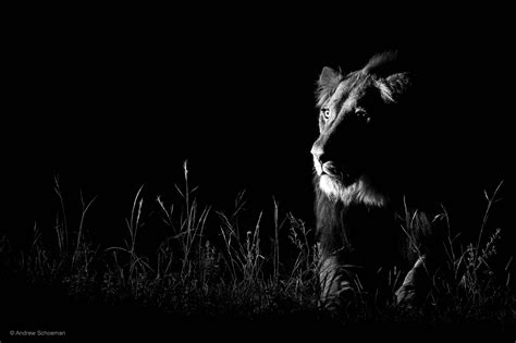 Dark Nature Photography