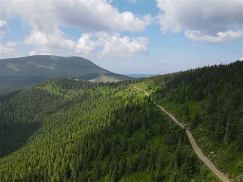 Care Este Cea Mai Veche P Dure Din Rom Nia Unde Copacii Au Sute De Ani