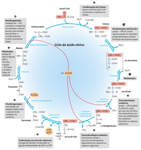 Ciclo De Krebs Diagrama The Best Porn Website