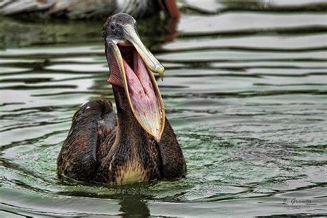 Smiling Pelican Photograph By Joe Granita Fine Art America