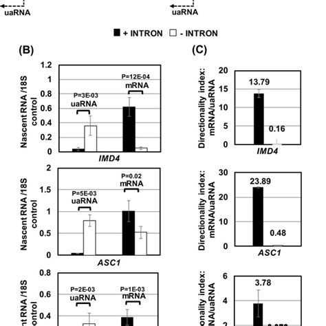 Intron Regulates Promoter Directionality A Schematic Depiction Of A