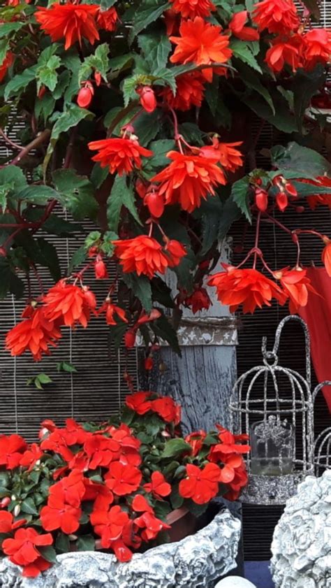 Kobea Ogrody I Bruki Dekoracje I Ozdoby Do Ogrodu Balkon Taras Patio