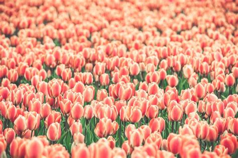 Premium Photo | Pink tulips field