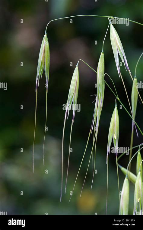 Avena Sterilis Wild Oat Avena Selvatica Stock Photo Alamy